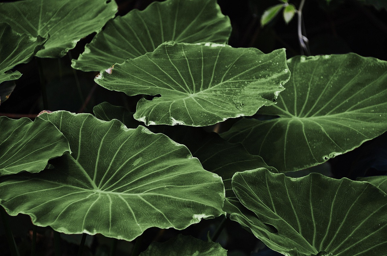 Planten en waterpartij in zen-meditatietuin