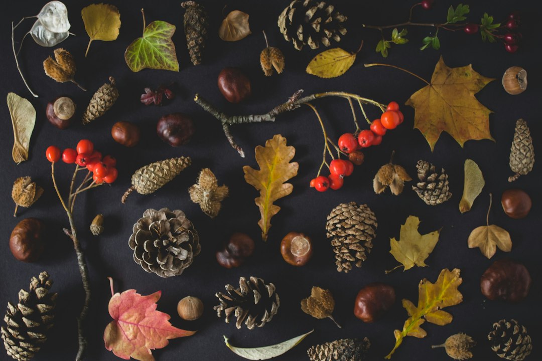 Aap postermotief met herfstbladeren en felle kleuren. Aap postermotief met herfstbladeren en felle kleuren.