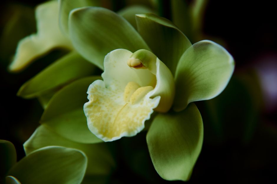 Abstracte orchideeënkunst in herfstthema.