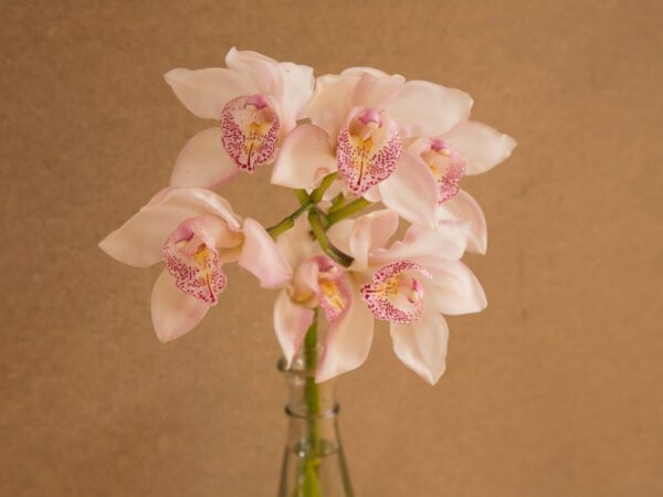 Orchideeën schilderijen: elegantie toevoegen aan je herfstdecor