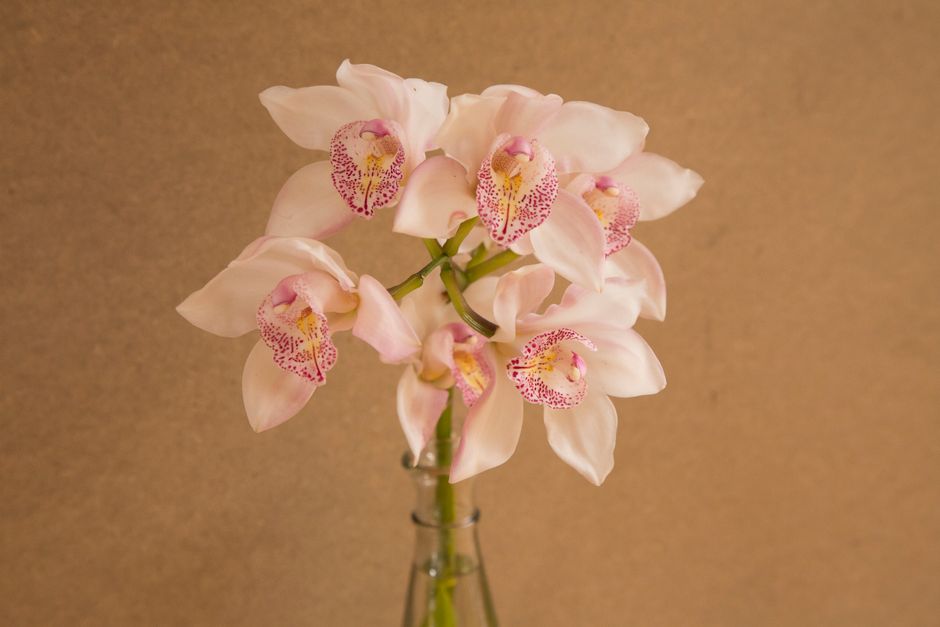 Orchideeën schilderijen: elegantie toevoegen aan je herfstdecor