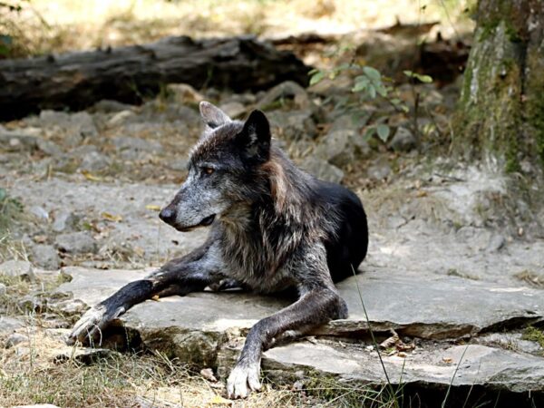 Wolf als wanddecoratie: creëer een dramatisch focal punt