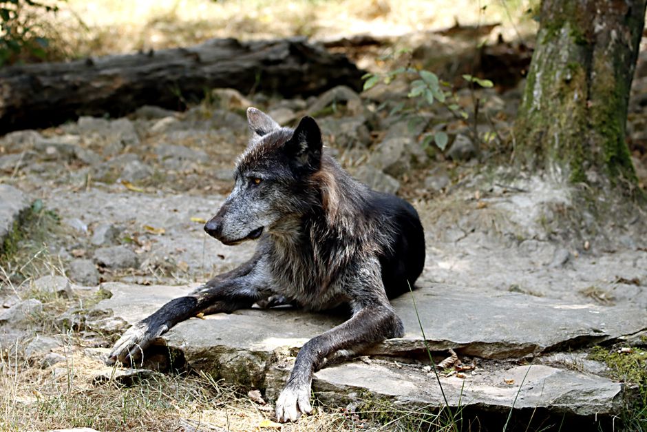 Wolf als wanddecoratie: creëer een dramatisch focal punt