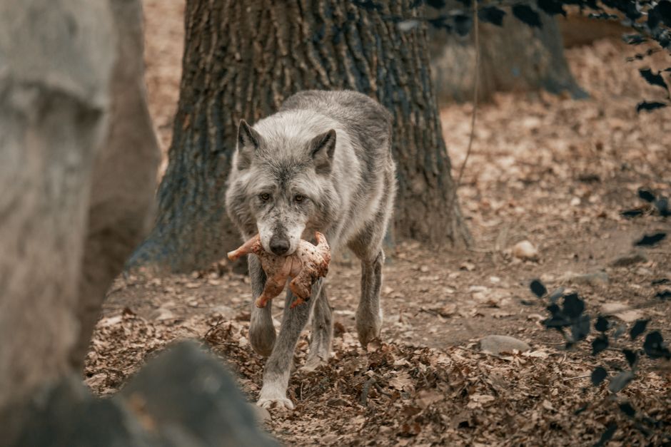 Moderne slaapkamer met dramatische wolfwanddecoratie