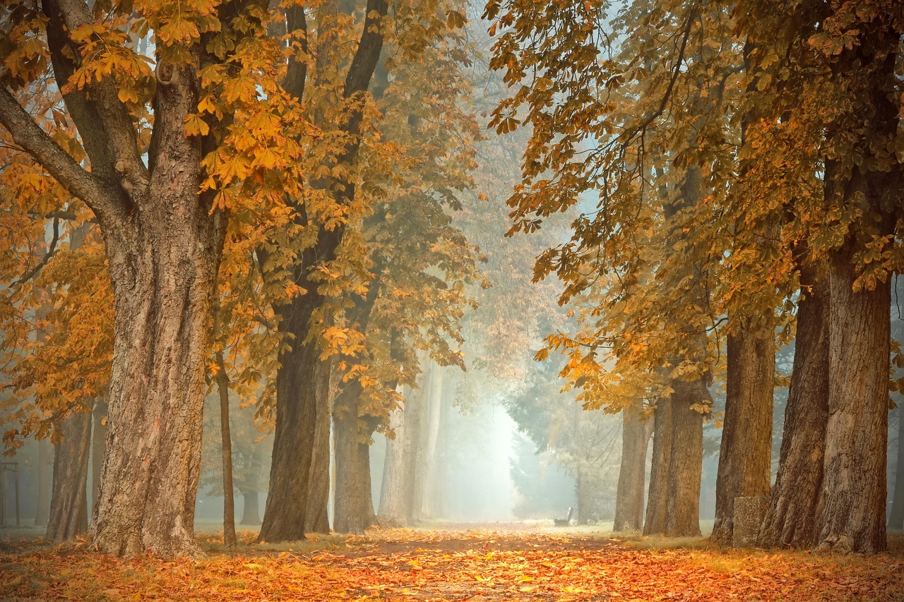 Warm licht onderstrepen zones van herfsttuin.